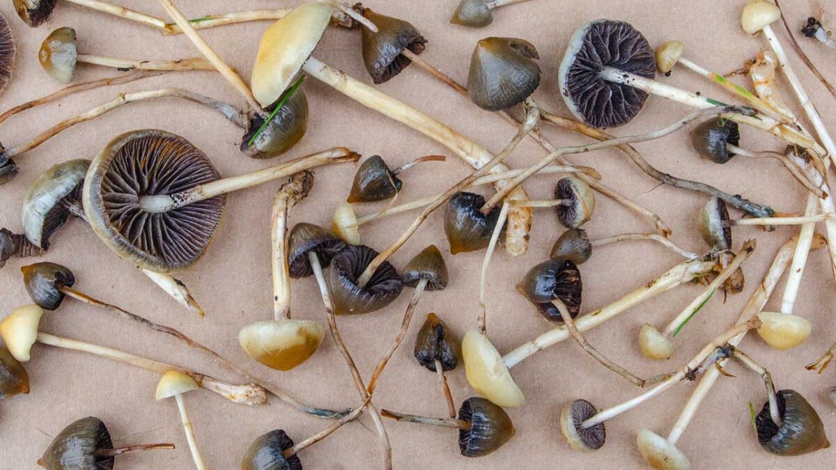 Champignons hallucinognes : effets, consommation et prvention - La  Mutuelle Des tudiants